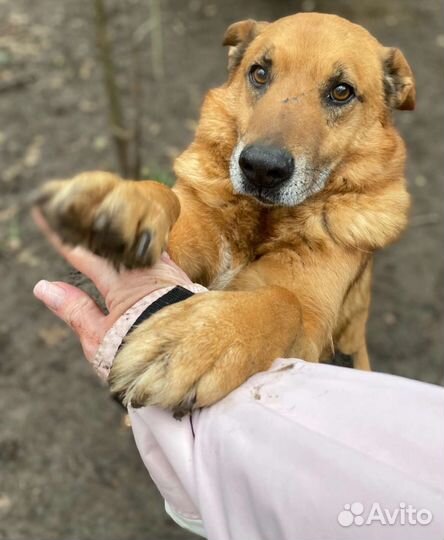 Собака в добрые руки