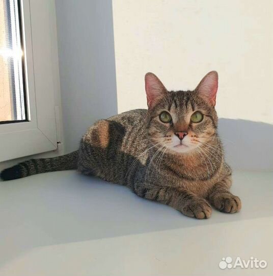 Активная ласковая кошка ищет дом