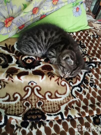 Котенок, кот, животные