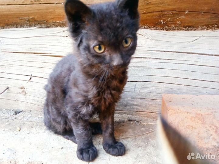 Кошка в дар