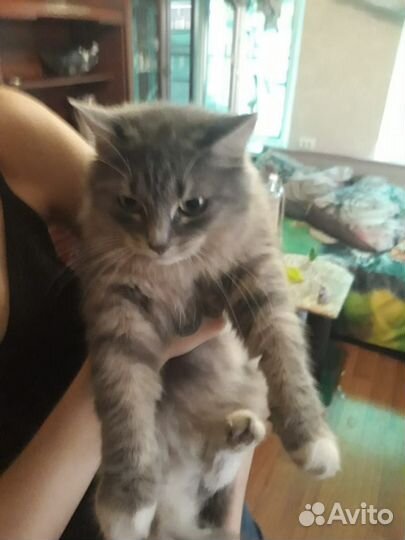 Потерялась кошка