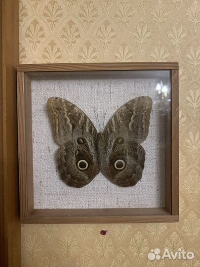 Коллекция бабочек