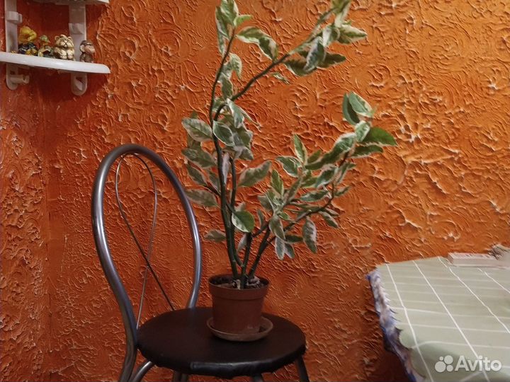 Цветы домашние в горшках