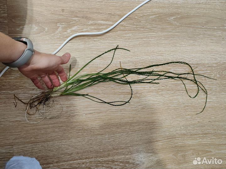 Кринум волнистый