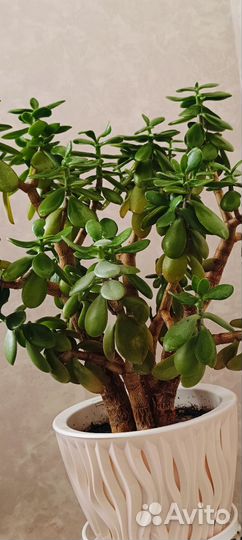 Крассула Толстянка денежное дерево