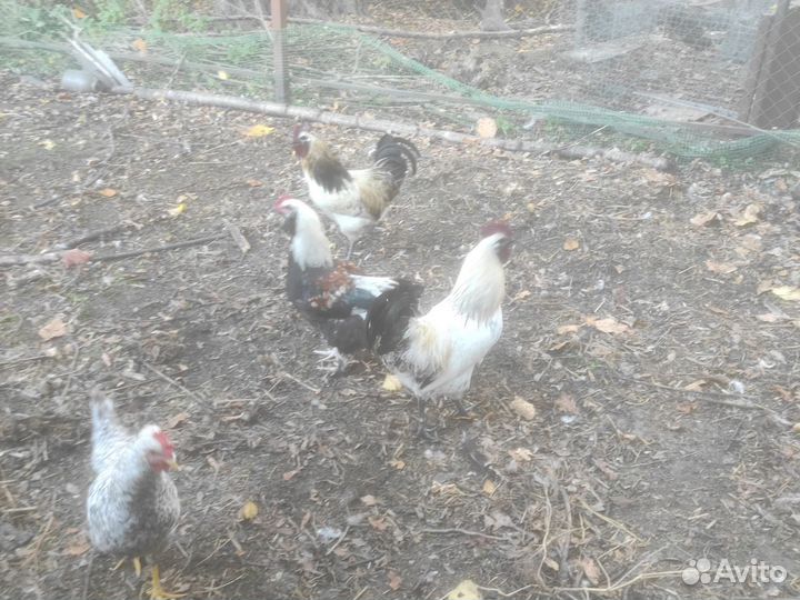 Петух лакеданзи серебро черномясый зелёное яйцо