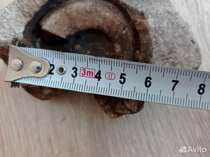 Окаменелости моллюсков