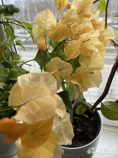 Бугенвиллия