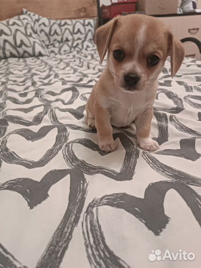 Щенки чихуахуа