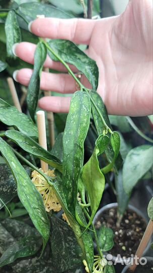 Хойя pandurata Vietnam