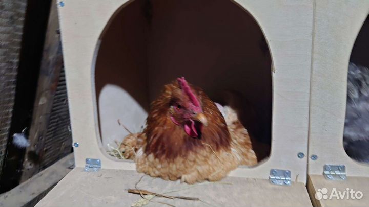 Наседка куруша