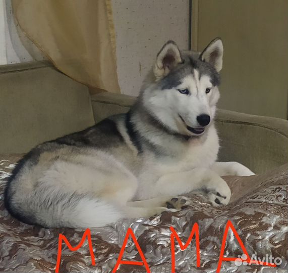Щенки сибирской хаски девочка