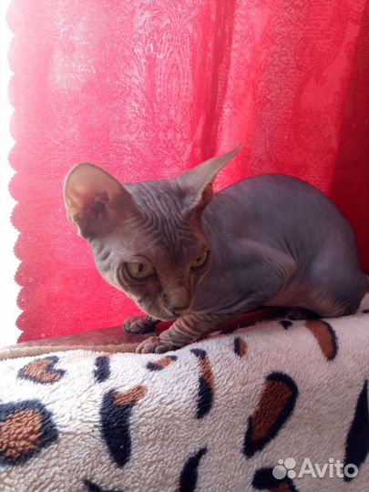 Донской сфинкс