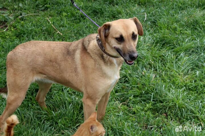 Собака очень ждет свою семью