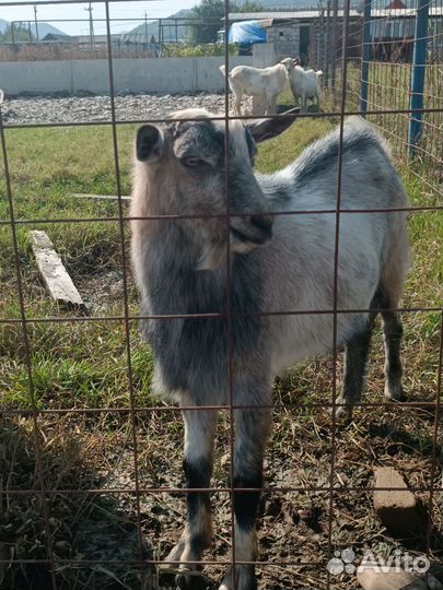 Козел зааненский