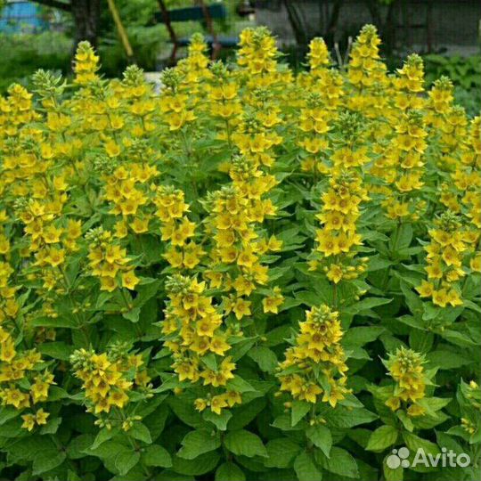 Вербейник точечный