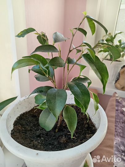 Фикус бенджамина