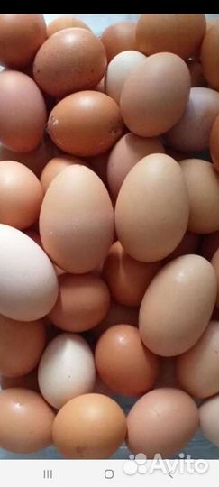 Домашние куриные яйца