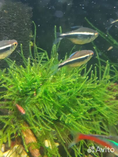 Аквариумные рыбки и растения