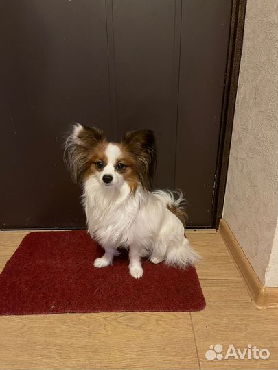 Папийон вязка