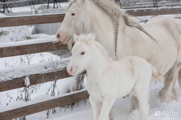 Жеребец / 2023 г.р./ 140 в.х./ Тинкер