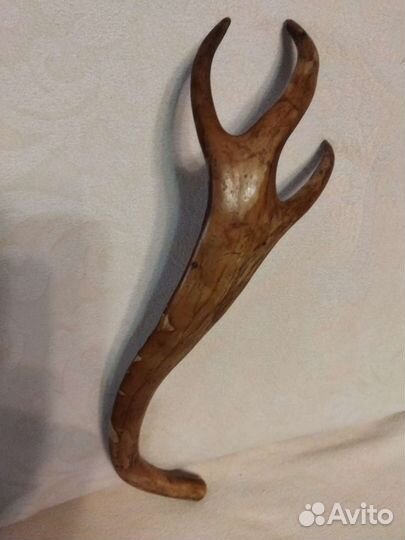 Рог оленя