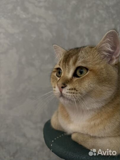 Кот британец золотая шиншила для вязки