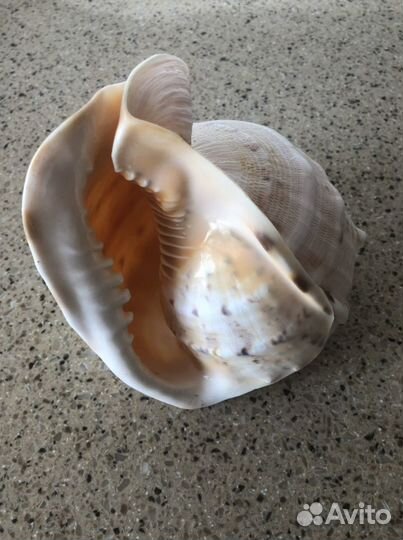 Раковина морская большая