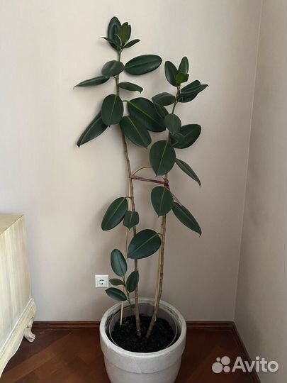 Фикус каучуконосный