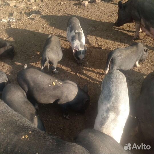 Вьетнамск вислобрюхий поросенок