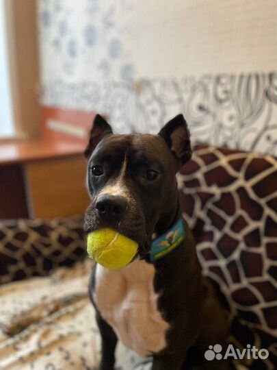 Вязка собак