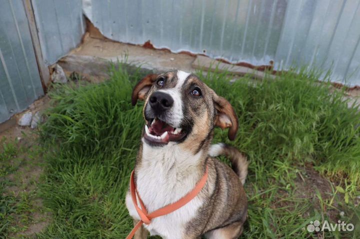 Собака в добрые руки из приюта