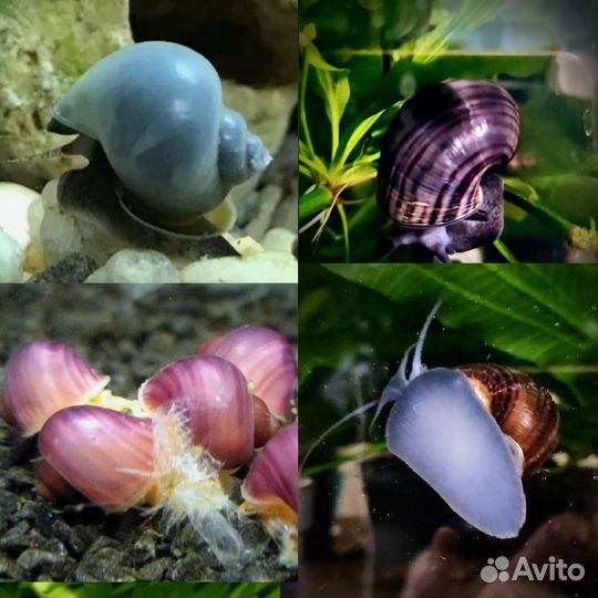 Ампулярии Голубые Розовые Черные Черничные Рыжие