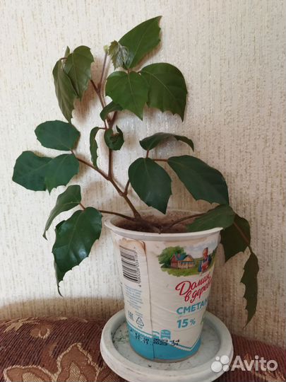 Циссус березка