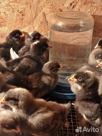 Индюшата, цыплята