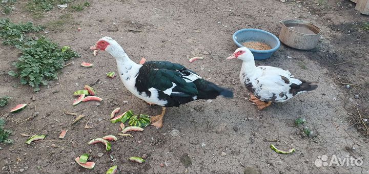 Индоутки самка и самец. Приносят хорошее потомство