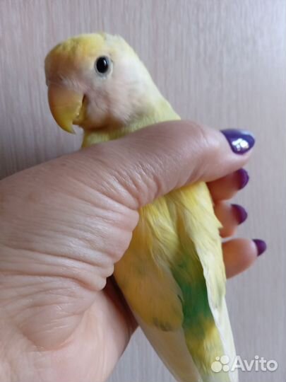 Попугай неразлучник