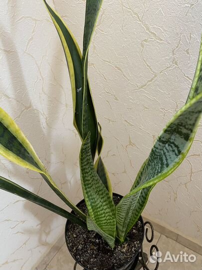 Сансевиерия