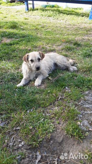 Лина и Боня