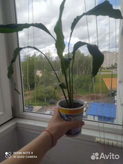 Цветок женское счастье