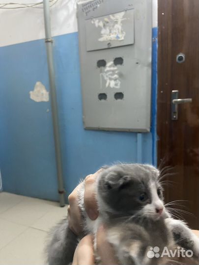Котятки в добрые руки