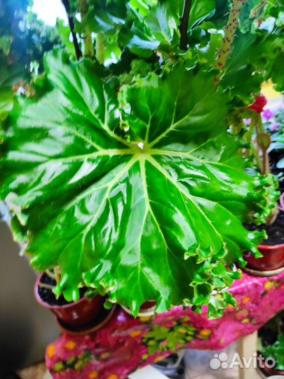 Бегония воротничковая