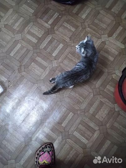 Котенок вислоухий