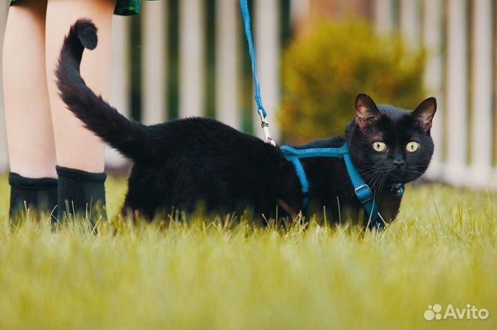 Шлейка для кошек, собак, небольших животных