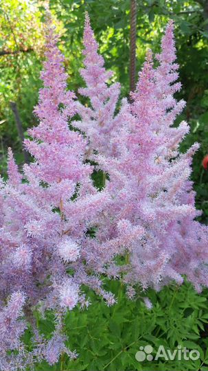 Многолетние