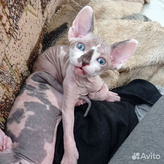 Канадский сфинкс