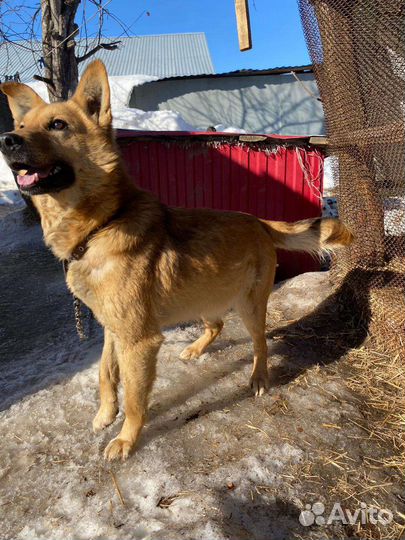 Собака бесплатно в добрые руки