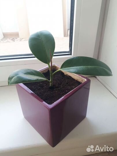 Фикус каучуконосный