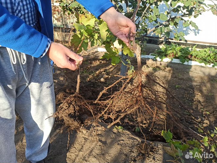 Саженцы винограда: 4 сорта (смотрите описание)