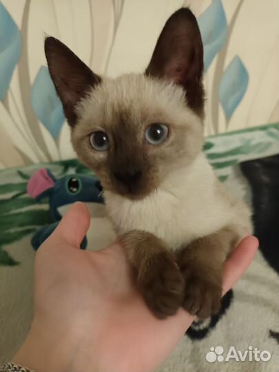 Сиамская кошка